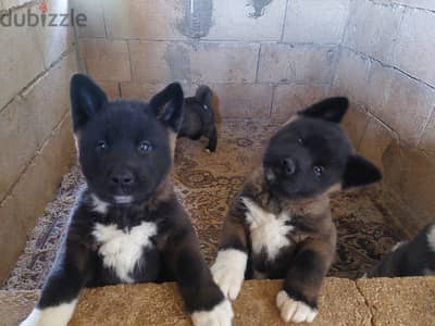 american akita for sale