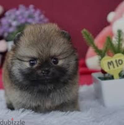 pomeranian