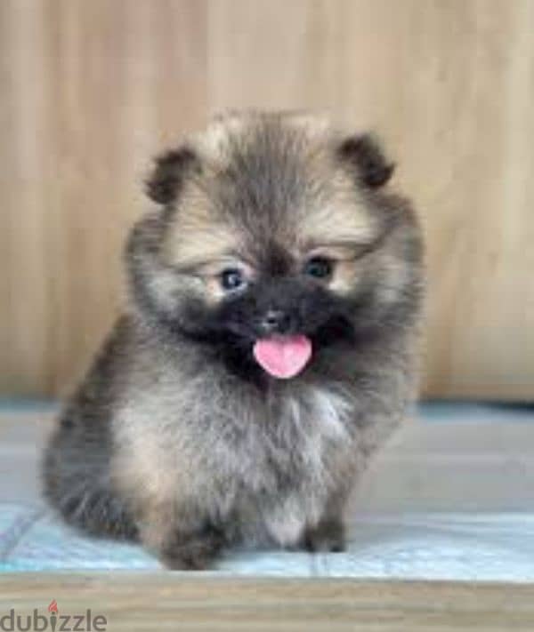 pomeranian toy micro size 1