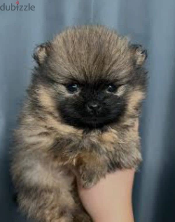 pomeranian toy micro size 4