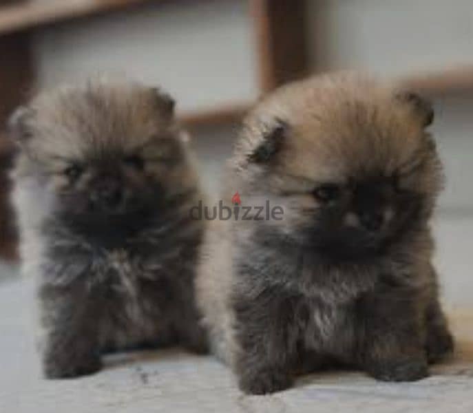 pomeranian toy micro size 5