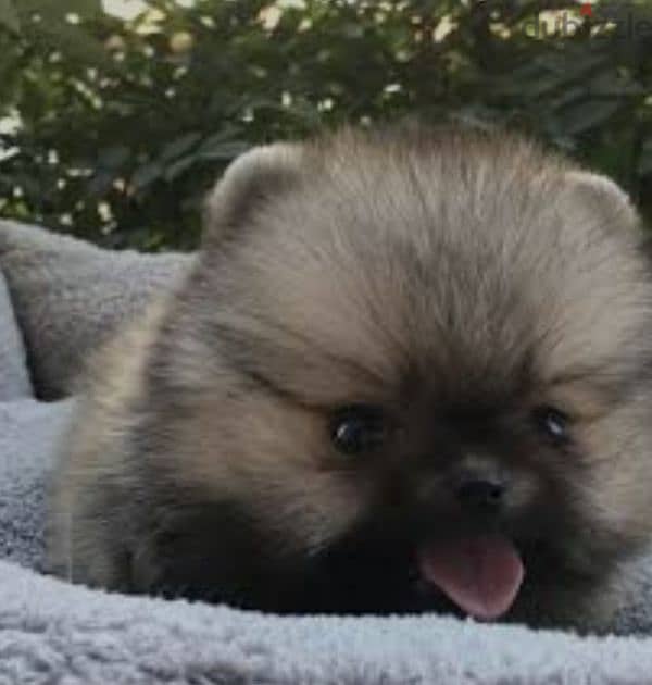 pomeranian toy micro size 6