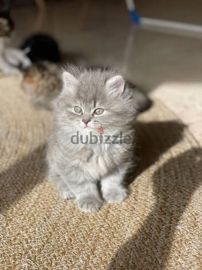 long hair grey kitten