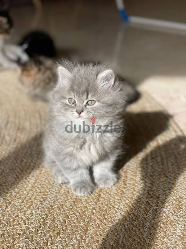 long hair grey kitten 0