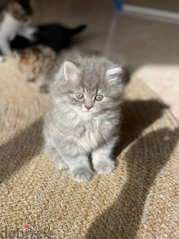 long hair grey kitten 1