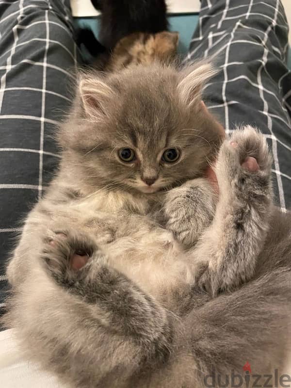 long hair grey kitten 2