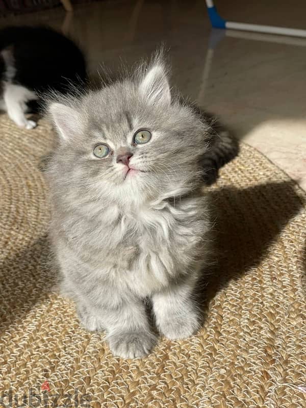 long hair grey kitten 3