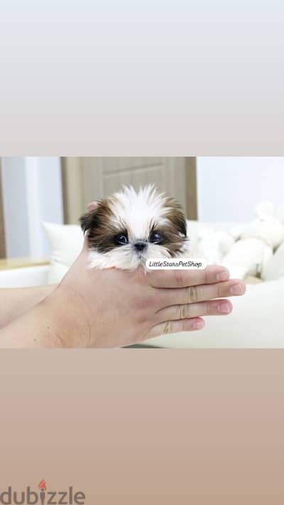 Cutest Shihtzu puppy pure breed available/Delivery/Dog/كلب/جرو