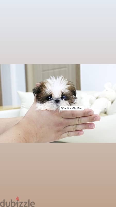 Cutest TEACUP Shihtzu puppy pure breed available/Delivery/Dog/كلب/جرو 0