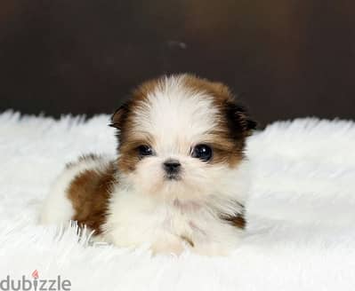 Sweet Shihtzu puppy pure breed available/Delivery/Dog/كلب/جرو