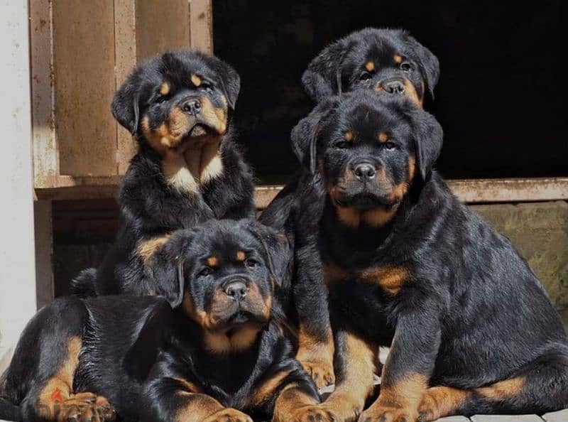 rottweiler Serbia blood champion 0