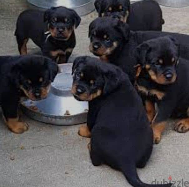 rottweiler Serbia blood champion 1