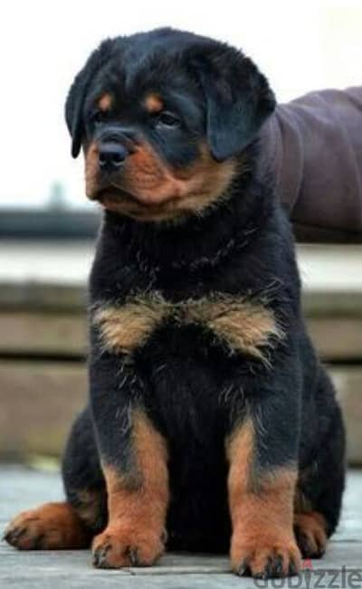 rottweiler Serbia blood champion