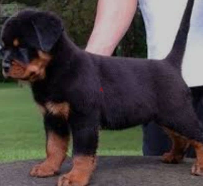 rottweiler Serbia blood champion 3