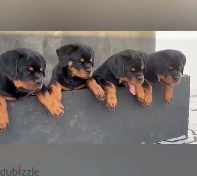 rottweiler Serbia blood champion 5