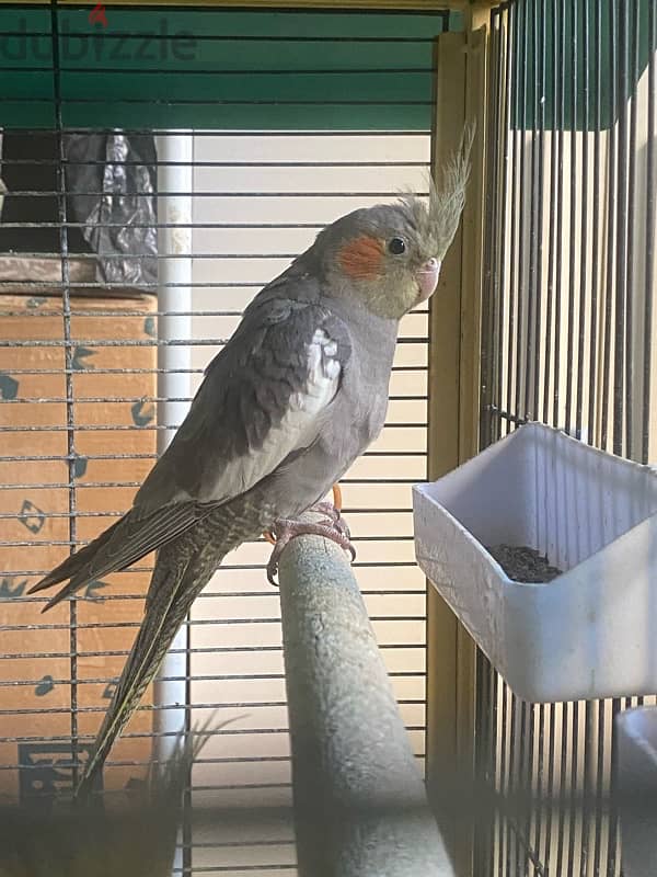 2 months old Cockatiel 0