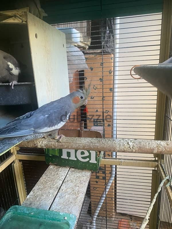 2 months old Cockatiel 1