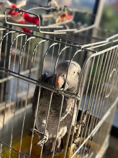 african gray