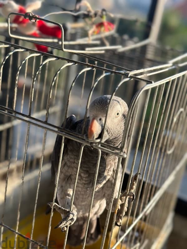 african gray 0