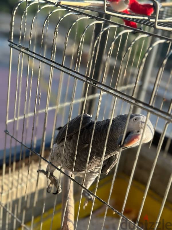 african gray 1