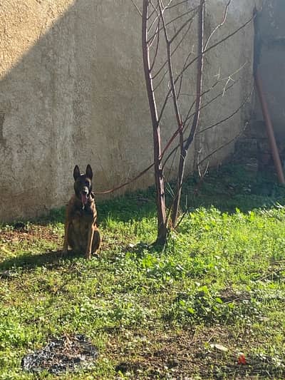 female malinois