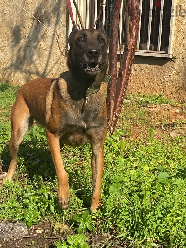 female malinois 1