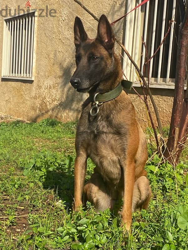 female malinois 2