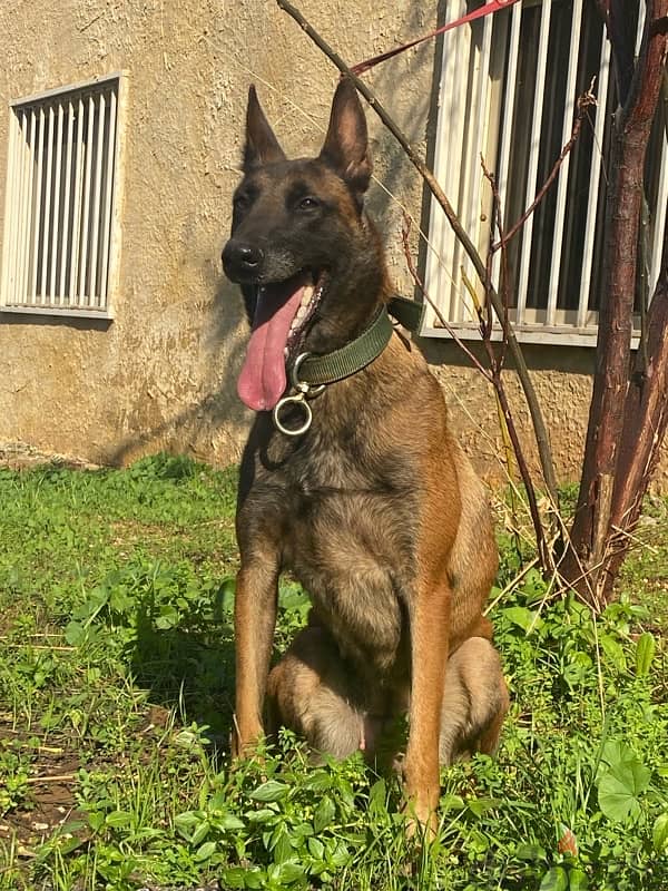 female malinois 3