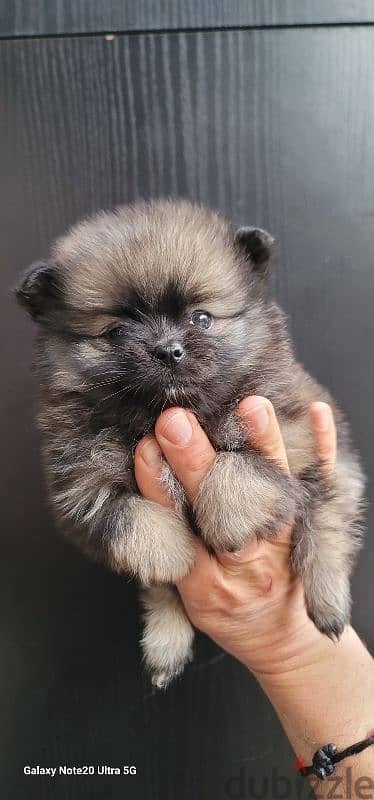 pomeranian toy micro size 2