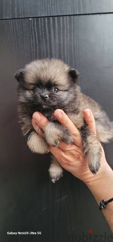 pomeranian toy micro size 3