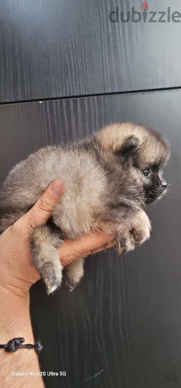 pomeranian toy micro size 4