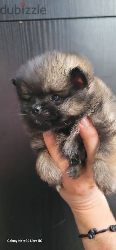 pomeranian toy micro size 8