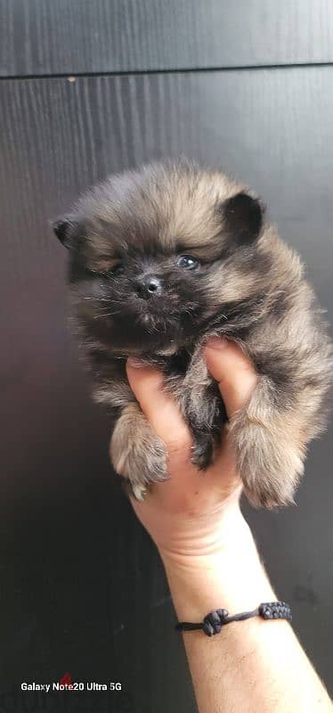 pomeranian toy micro size 10