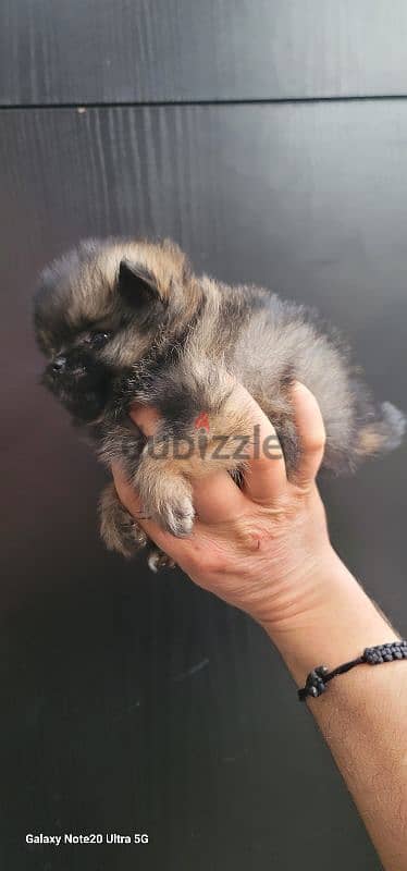 pomeranian toy micro size 11