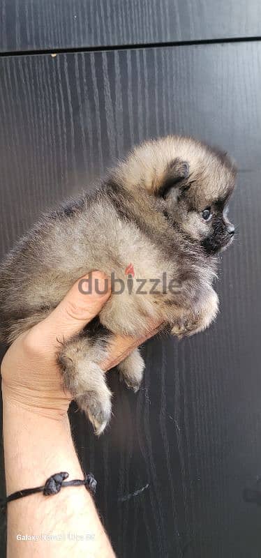 pomeranian toy micro size 15