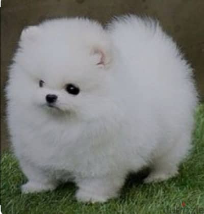 Pomeranian teacup