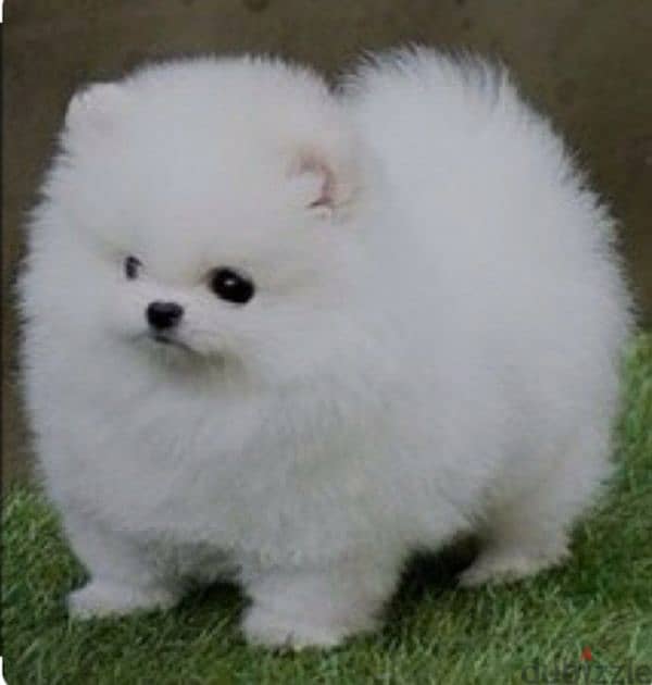 Pomeranian teacup 0