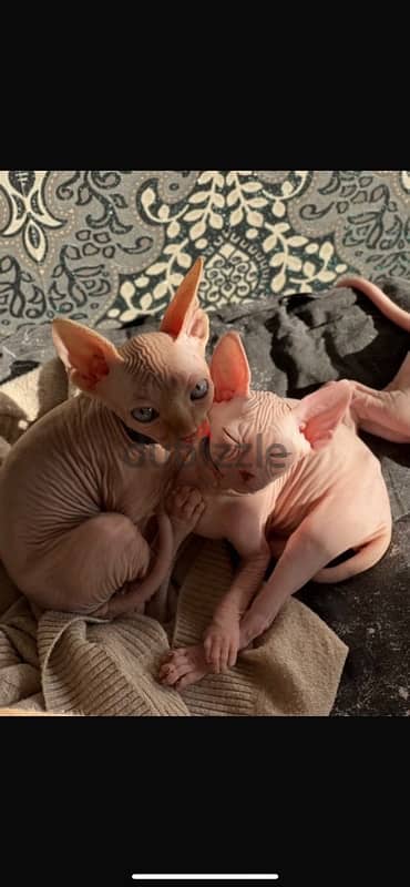 sphynx cat