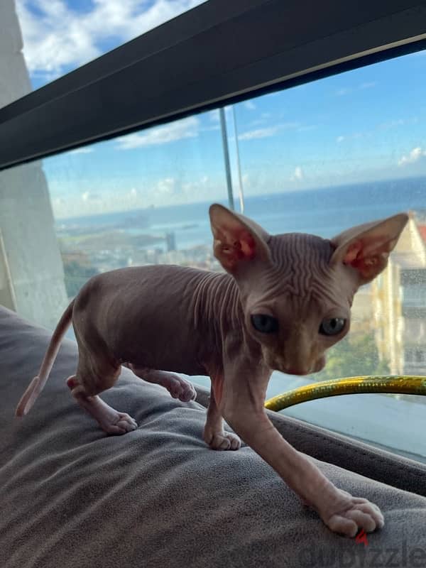 sphynx cat 3