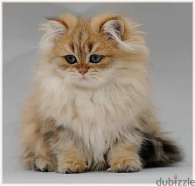 High quality British Golden Chinchilla long hair kitten Dlvry Cat قطط