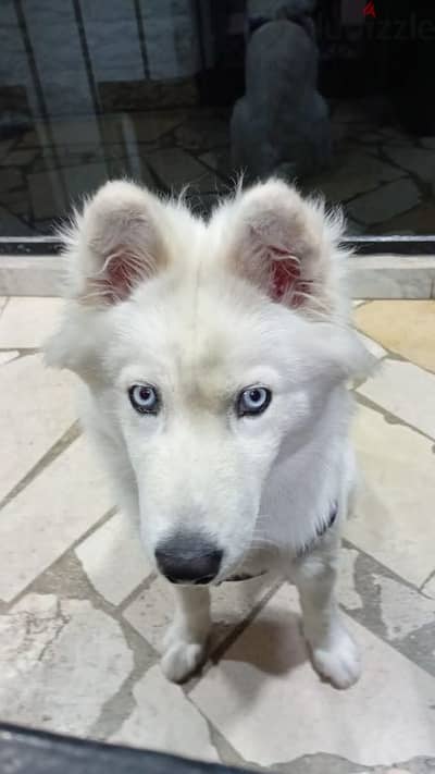 husky