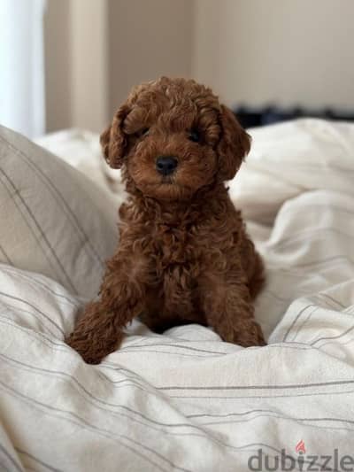 Poodle Puppies Available in Store! dog كلاب