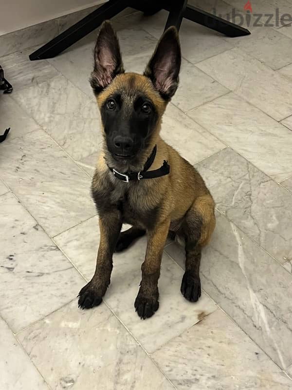 Belgain Malinois 2