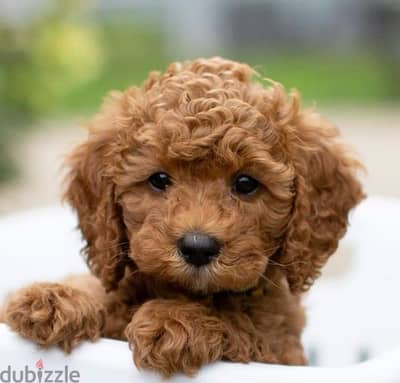 Poodle Imported Puppies now in Store! dog كلاب