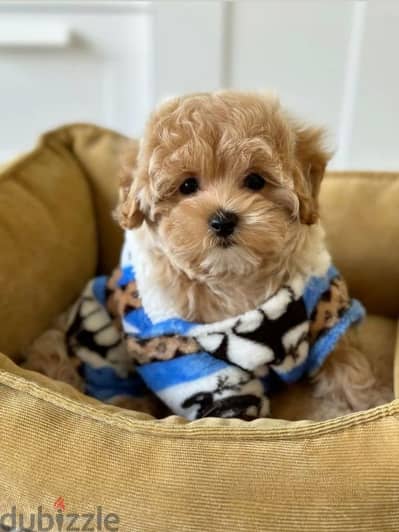 Toy Maltipoo Puppies Available/ dog كلاب