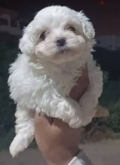 bichon maltais