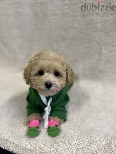 Toy Maltipoo Puppies Available/ dog كلاب