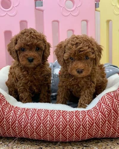 Amazing Poodle Puppies Available now/ dog كلاب