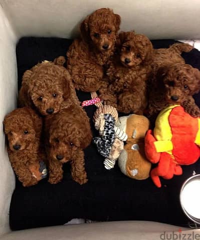 Poodle Puppies Available now in store/ dog كلاب