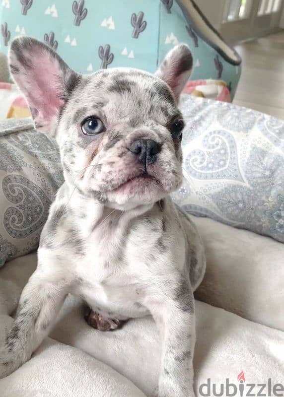 French Bulldog Merle Puppies/ dog كلاب 0